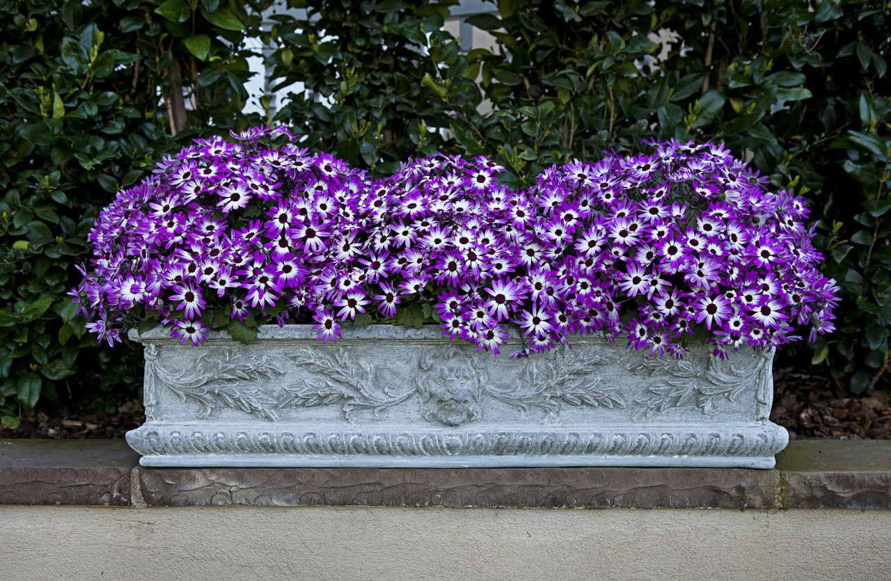 Lion Window Box