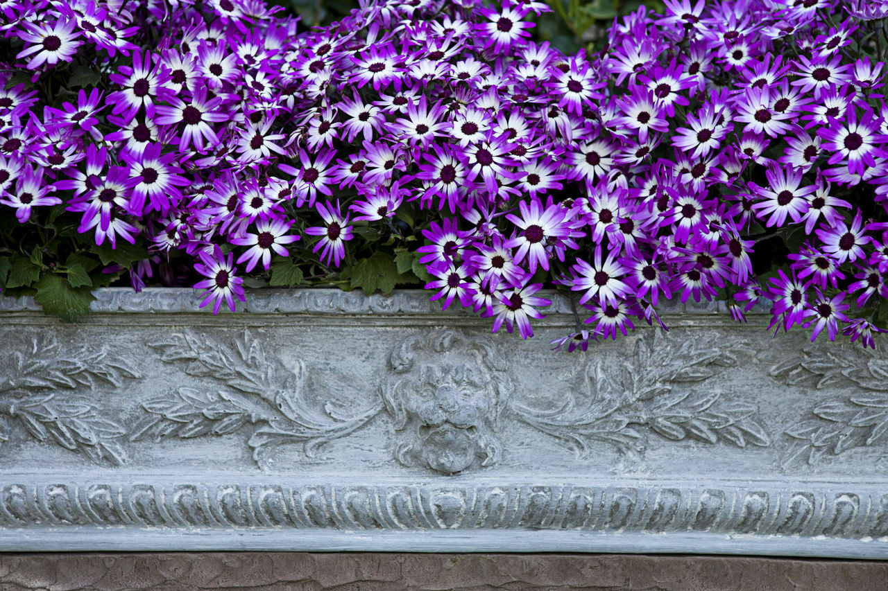 Lion Window Box