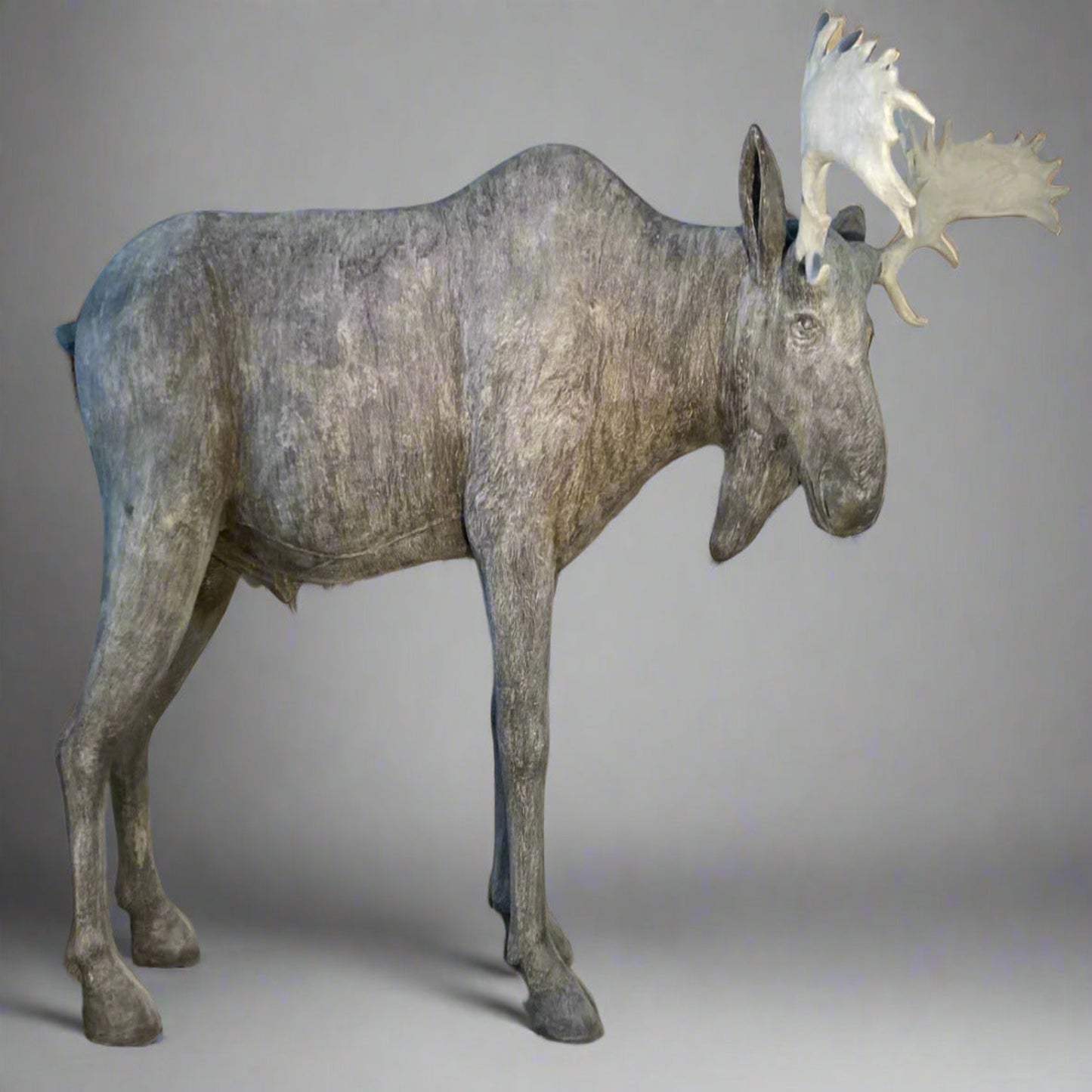 Standing Moose