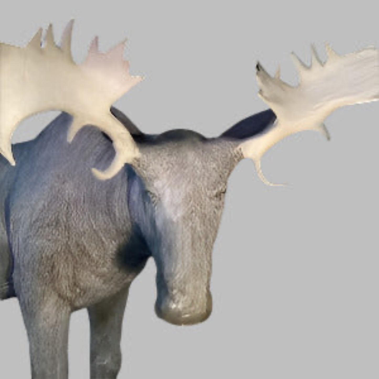 Standing Moose