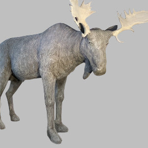 Standing Moose