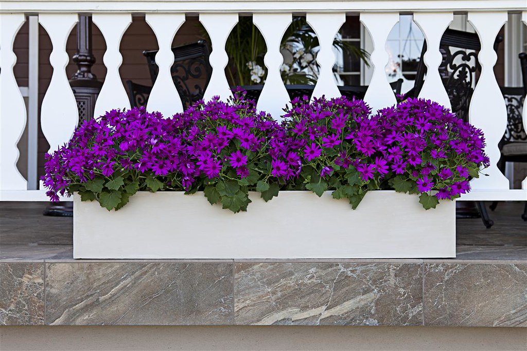 Window Boxes