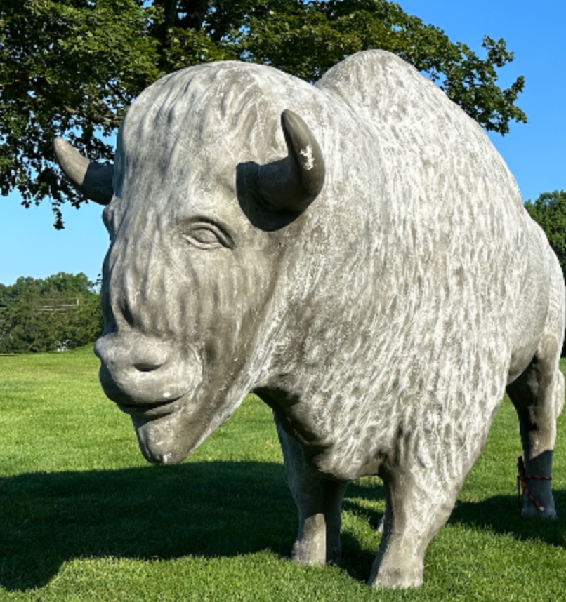 Bison