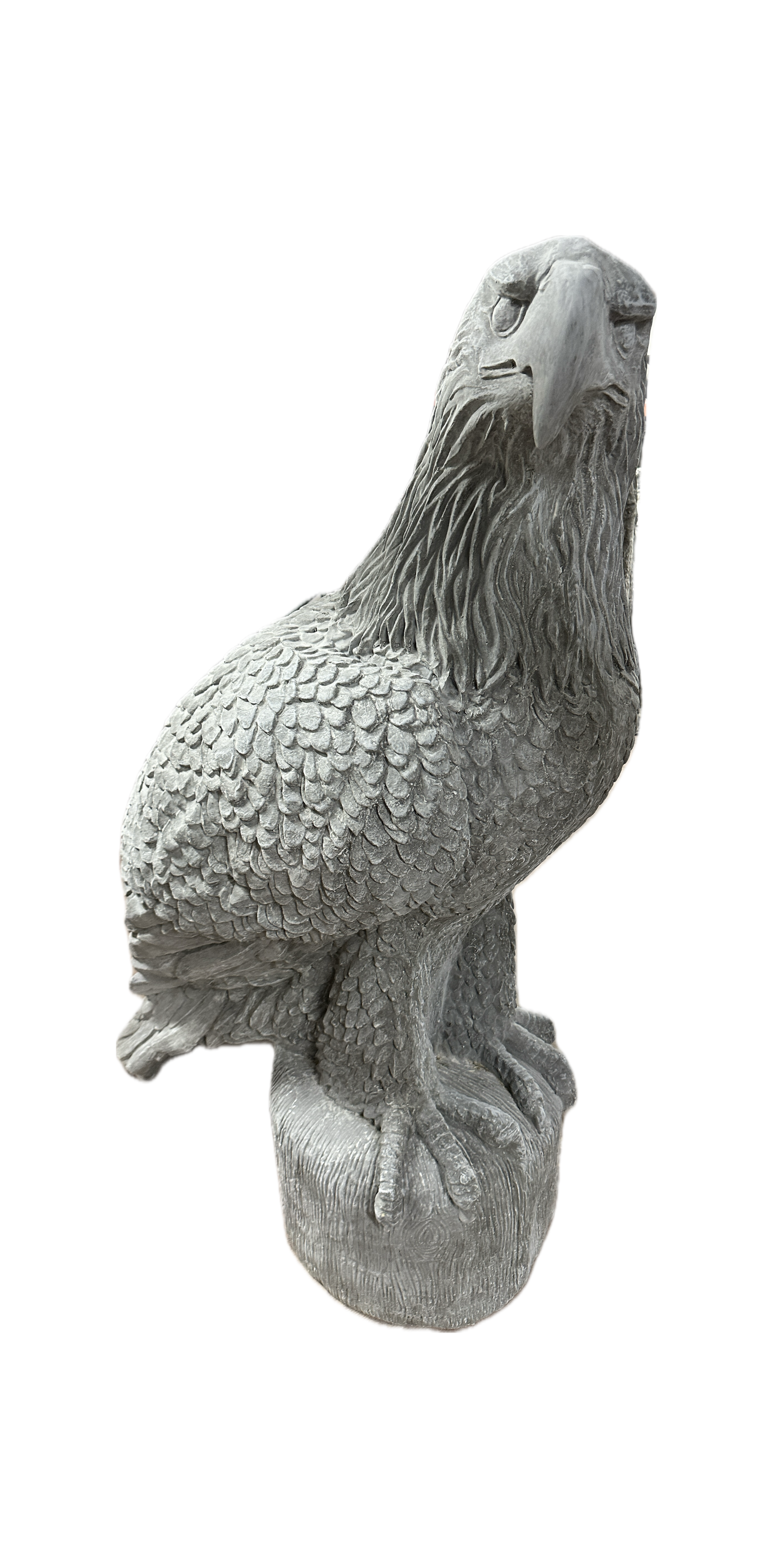 Large Eagle on Stump