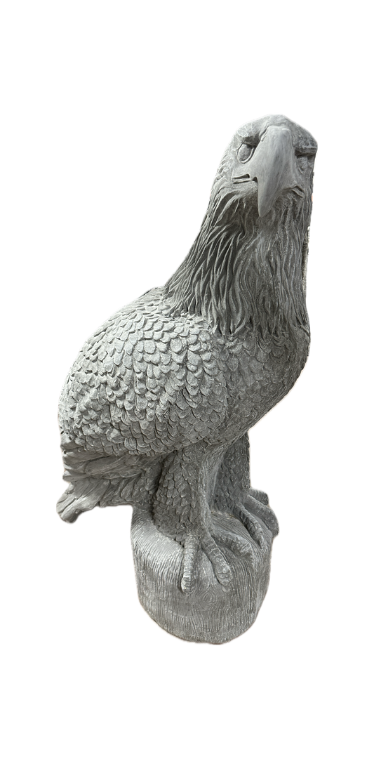Large Eagle on Stump