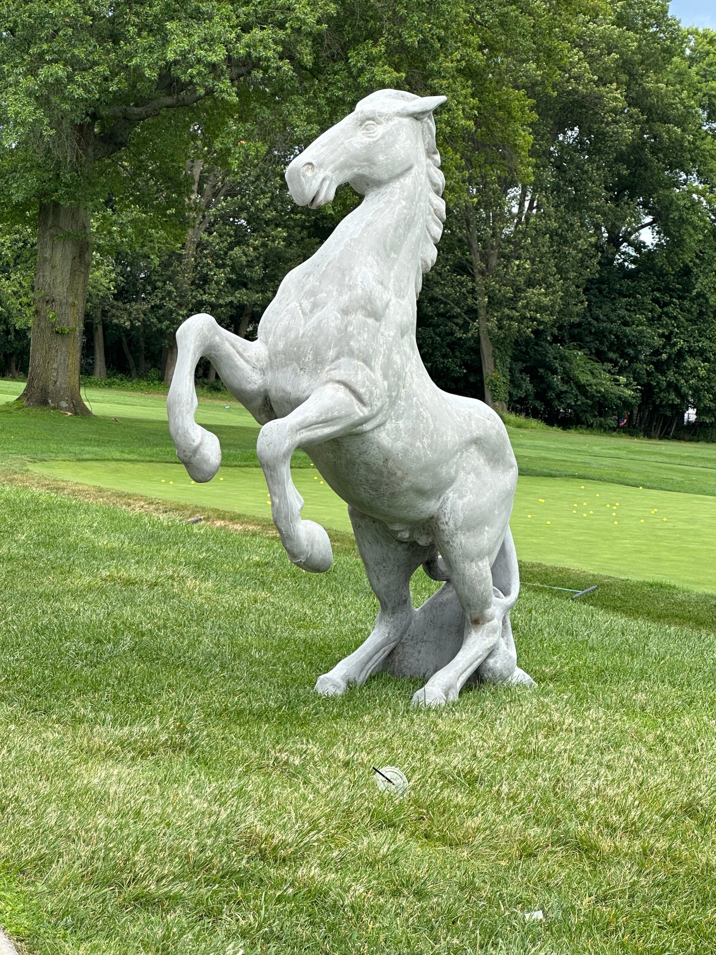 Rearing Up  Horse