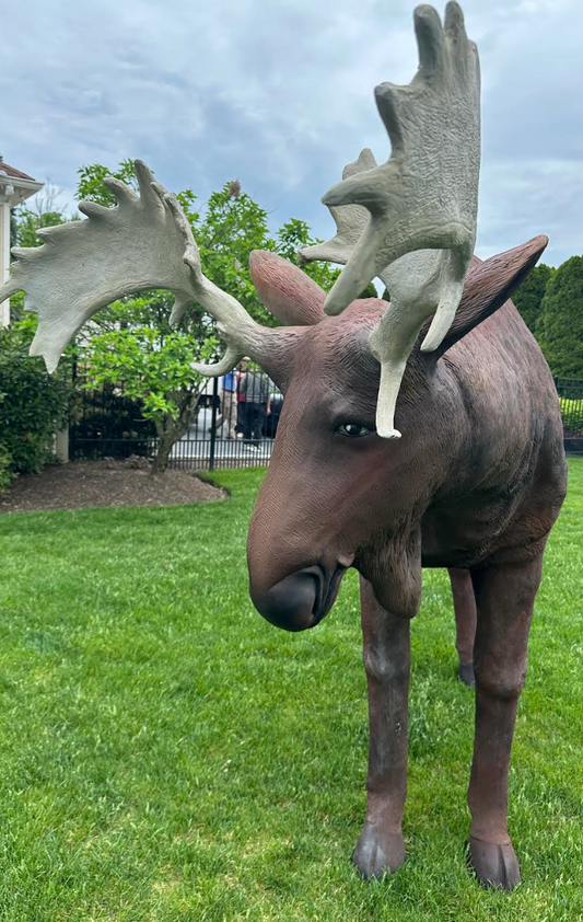 Standing Moose